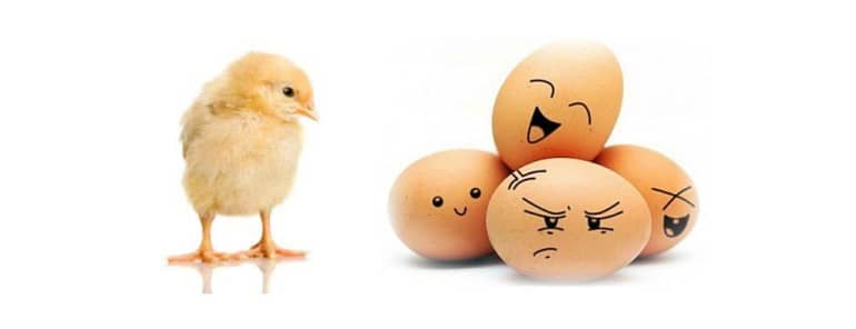 Stage de printemps à Tournai « L&rsquo;oeuf ou la poule ? ». De 3 à 5 ans.