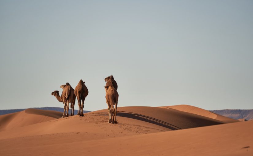 Stage d’été – Juillet : « Vole, vole papillon » & « Au delà du Sahara »